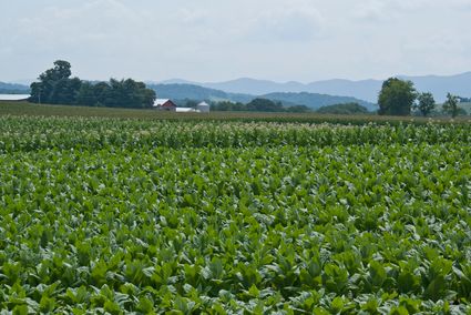 Tobacco manufacturing